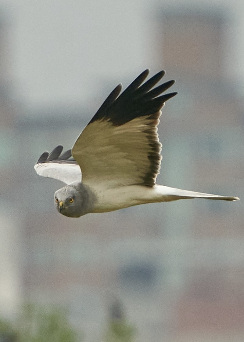 Hen Harrier - ML628088223