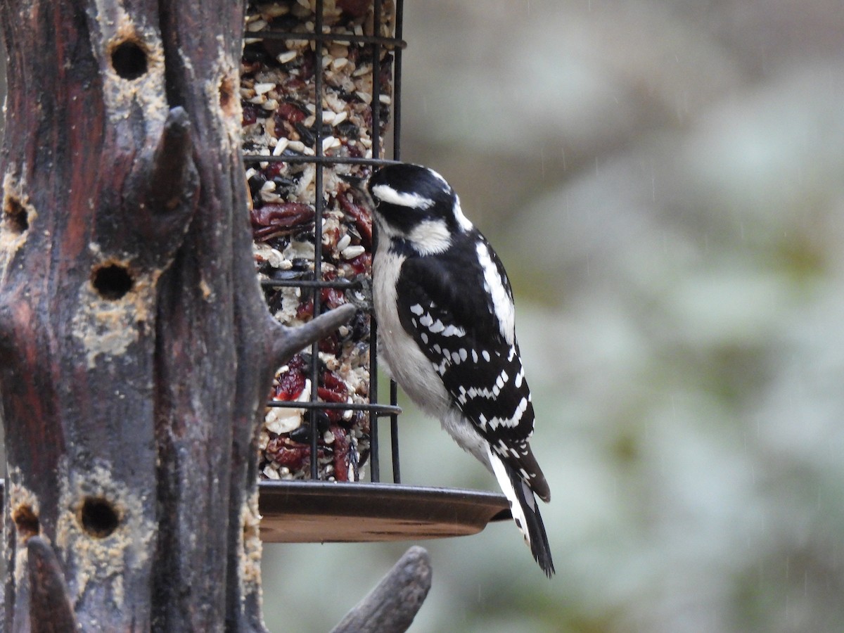 Downy Woodpecker - ML628088234