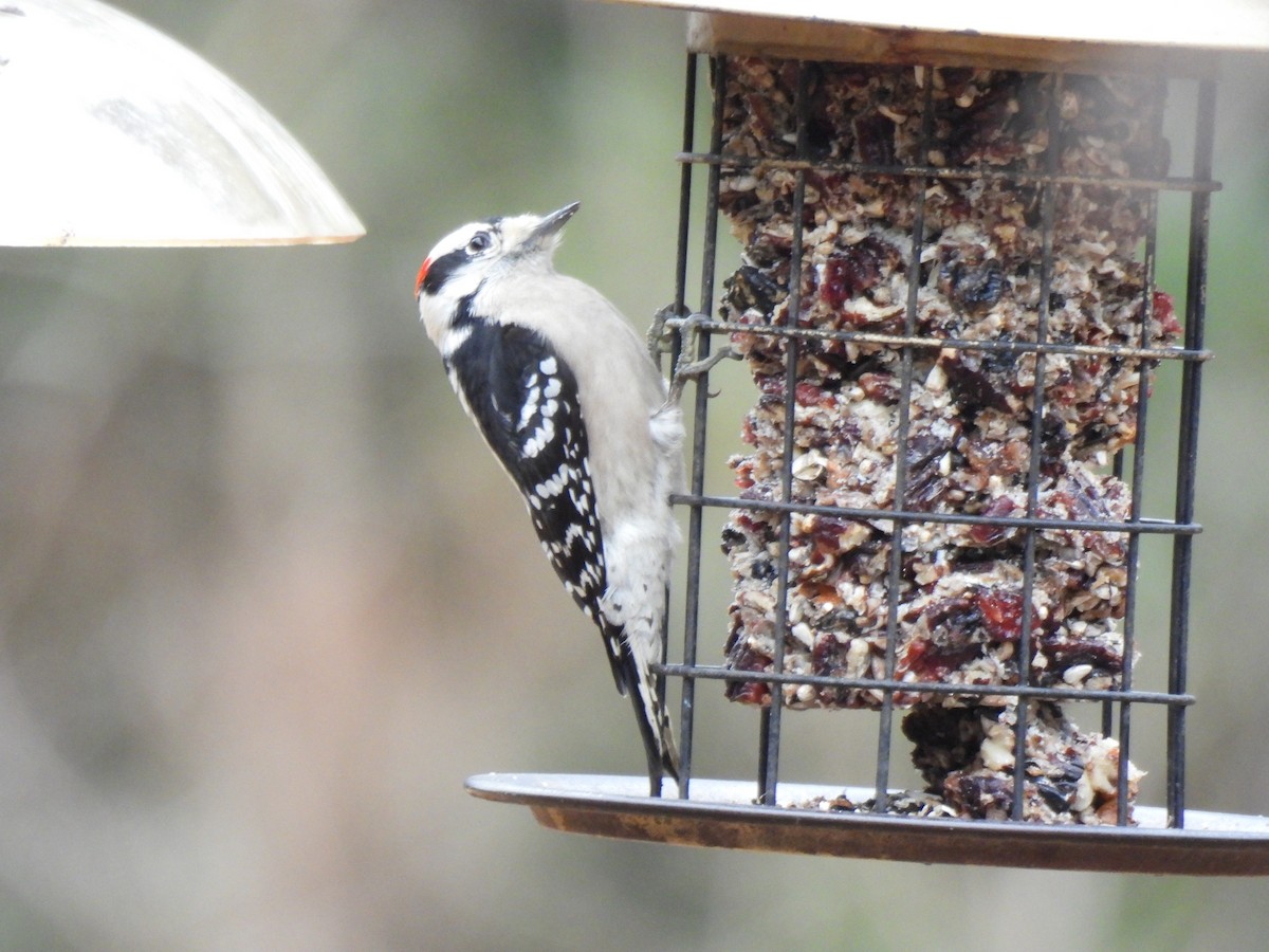 Downy Woodpecker - ML628088235