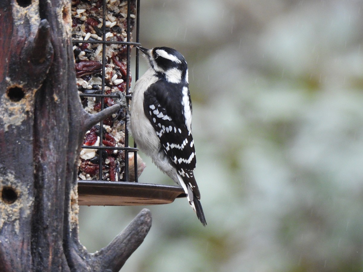 Downy Woodpecker - ML628088236