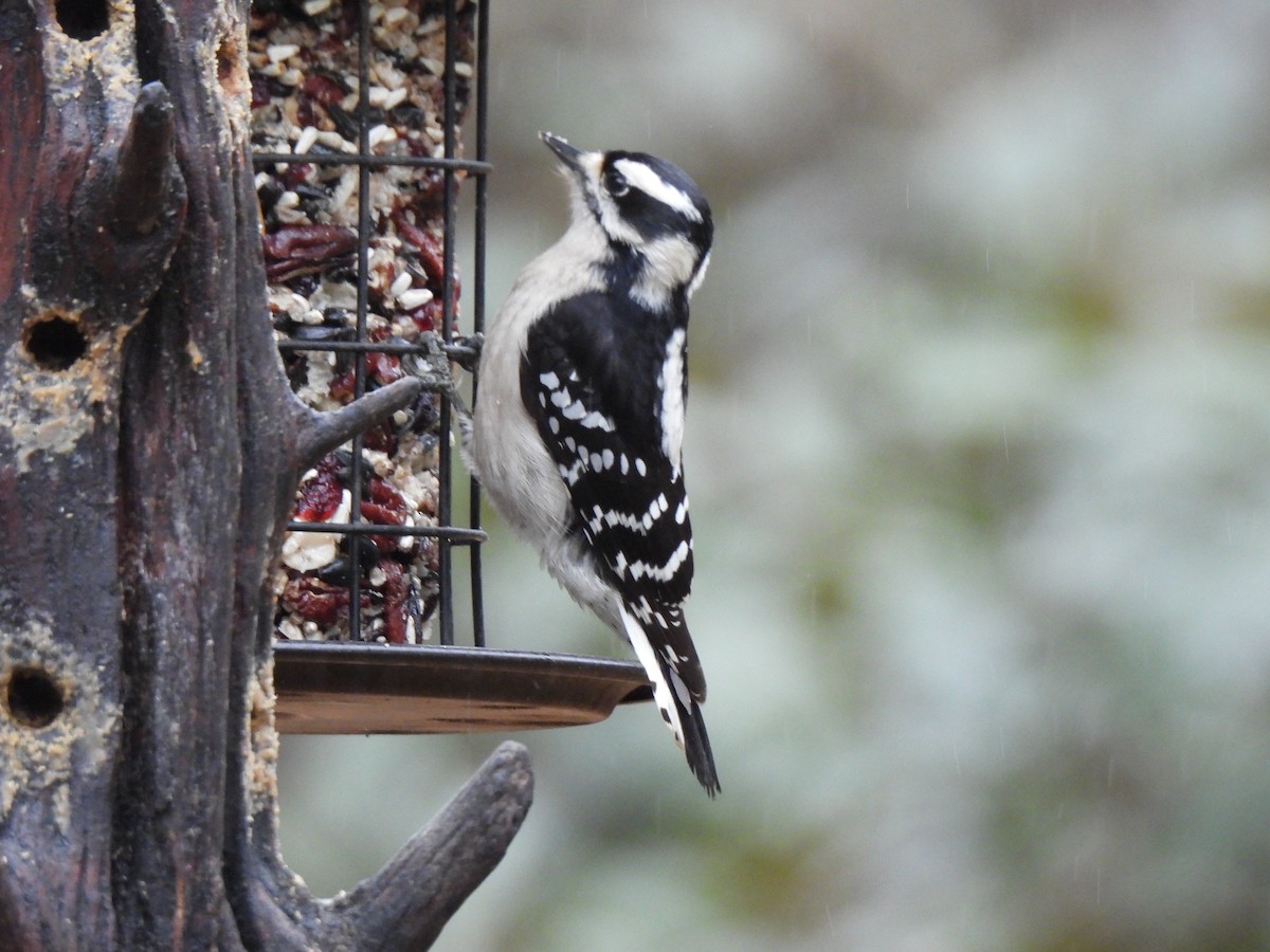 Downy Woodpecker - ML628088238