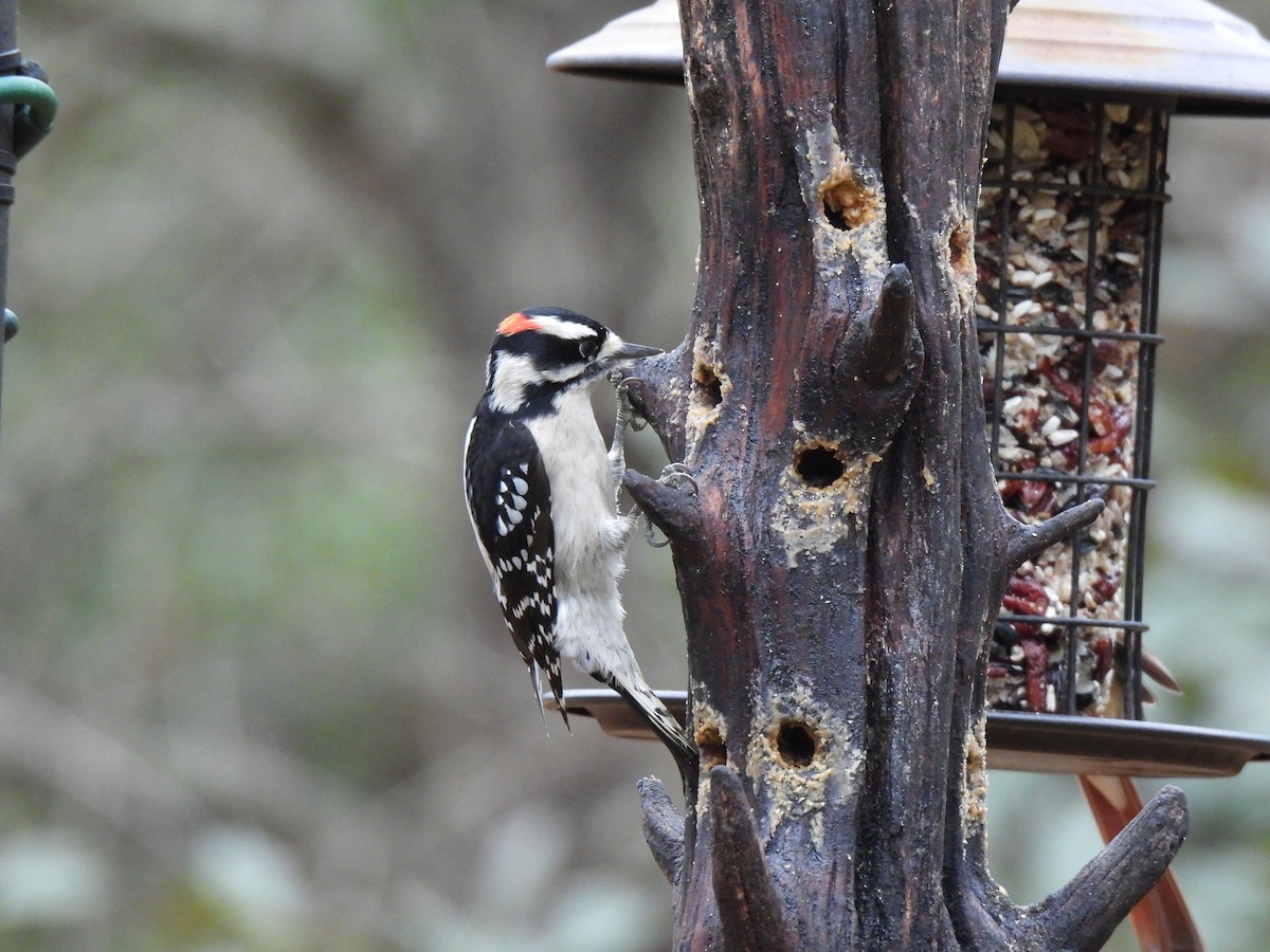 Downy Woodpecker - ML628088239