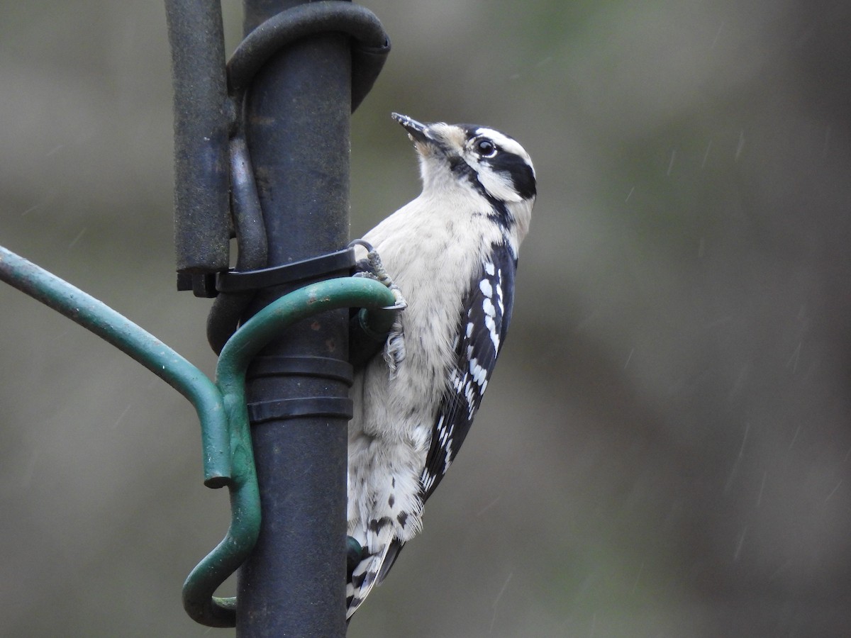 Downy Woodpecker - ML628088240