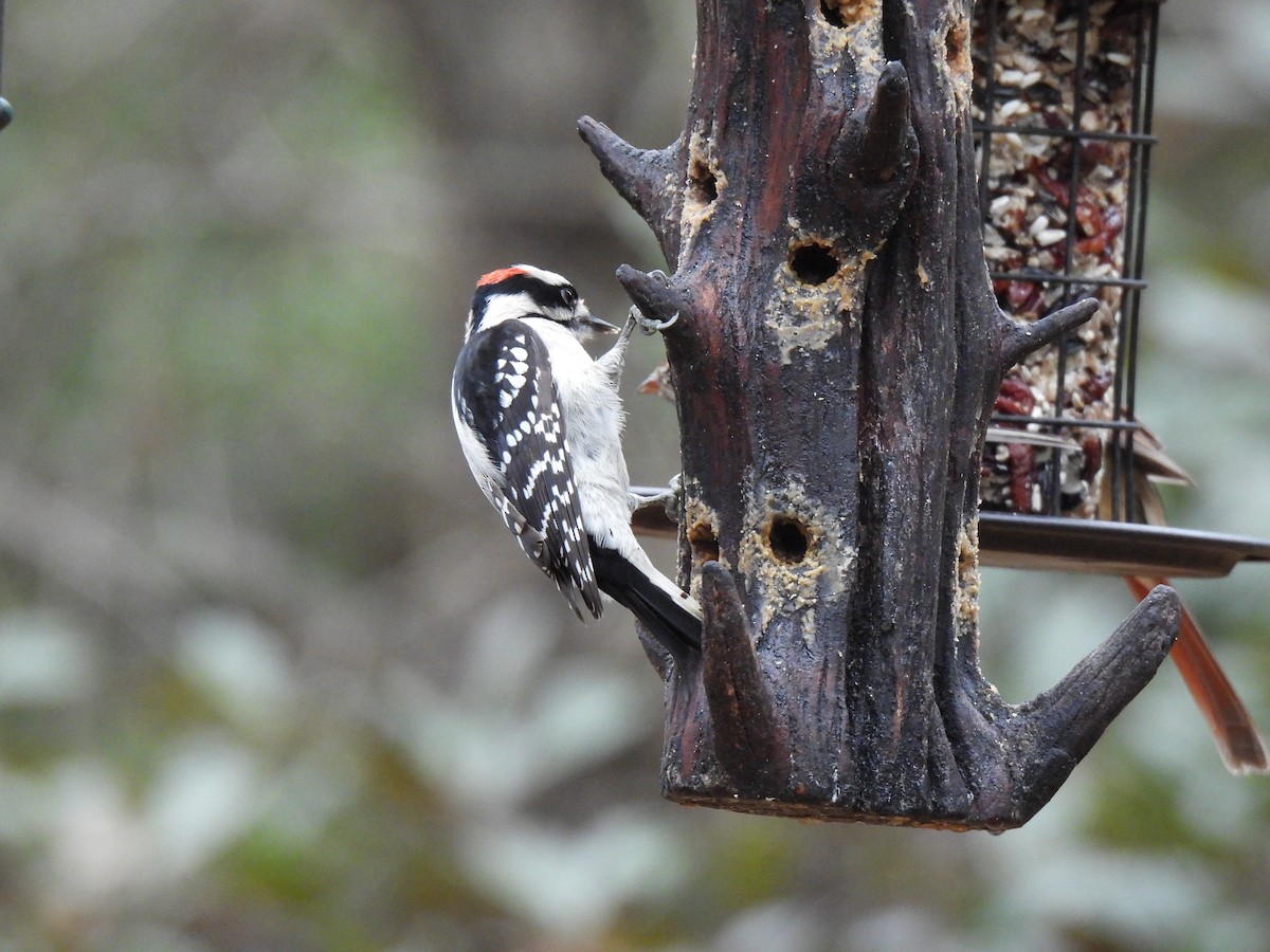 Downy Woodpecker - ML628088243