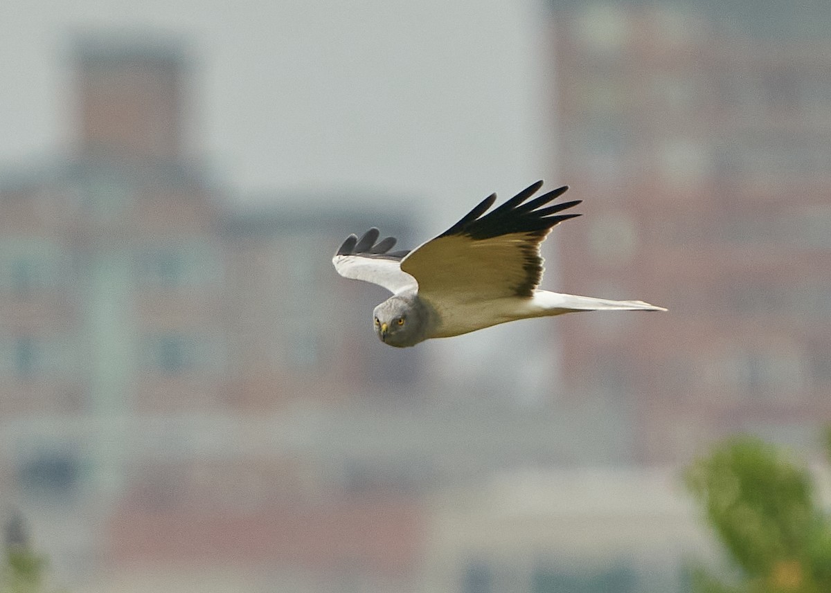 Hen Harrier - ML628088272