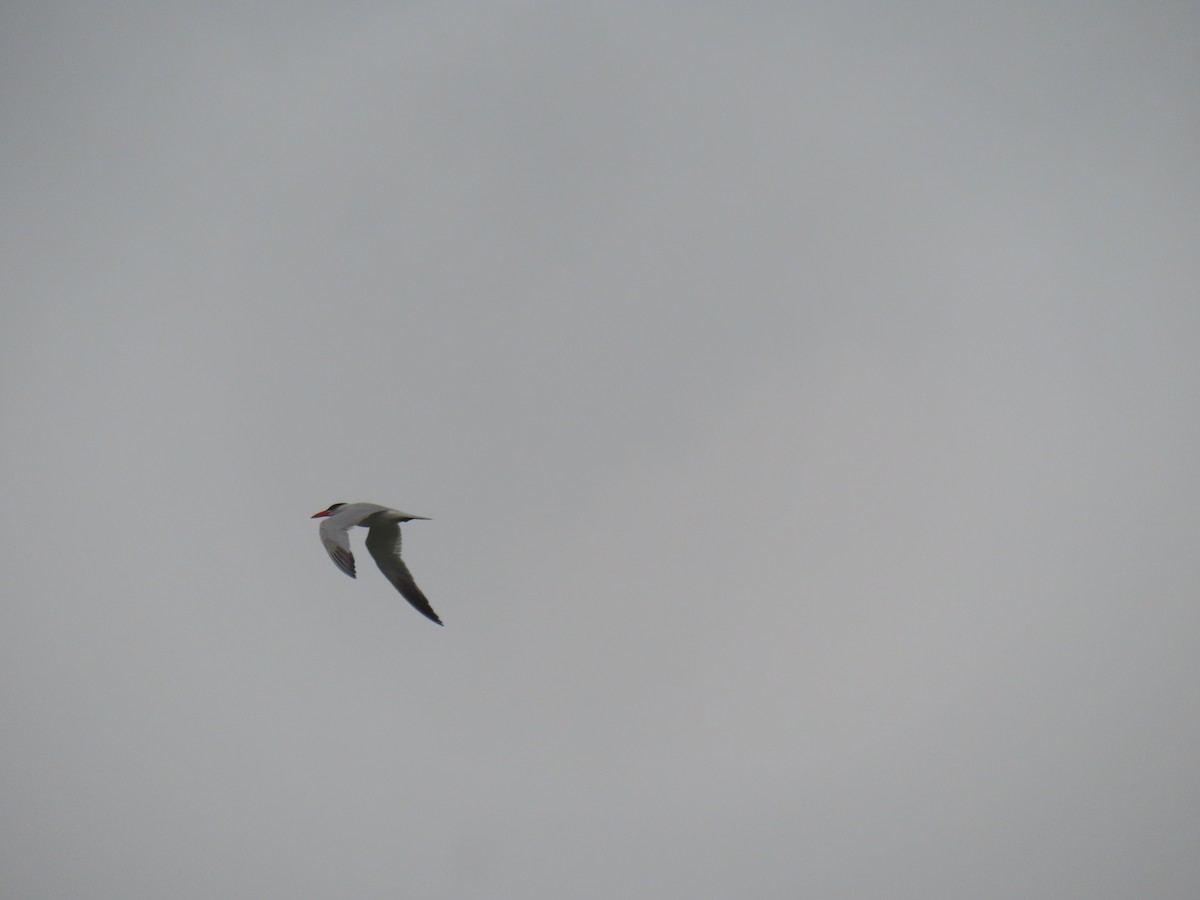 Caspian Tern - ML628088273