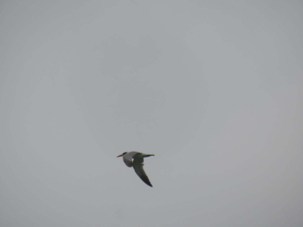 Caspian Tern - ML628088274