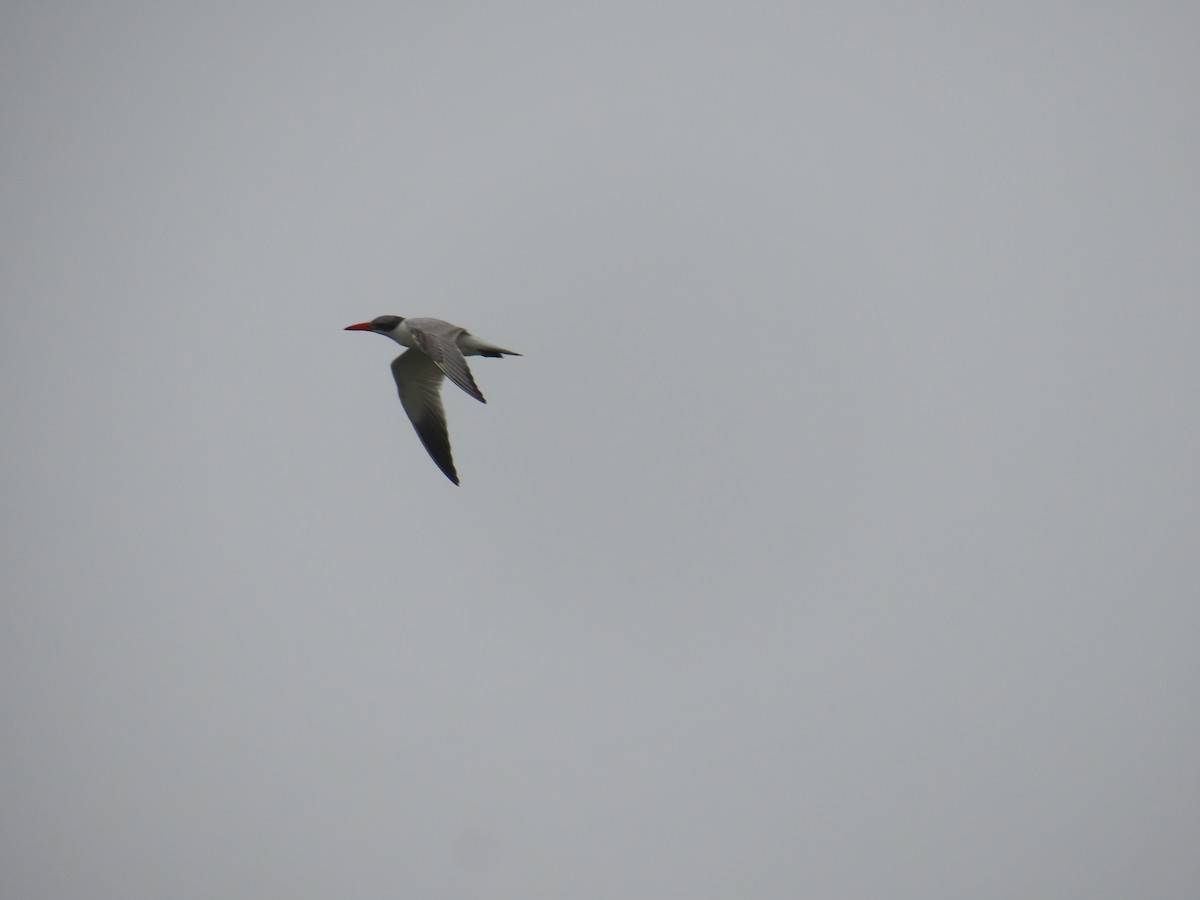 Caspian Tern - ML628088276
