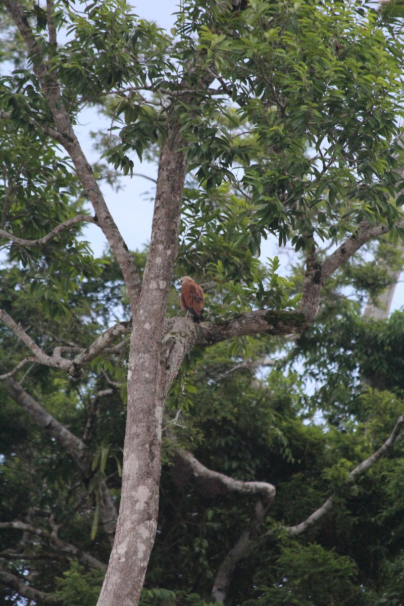 Black-collared Hawk - ML628088279