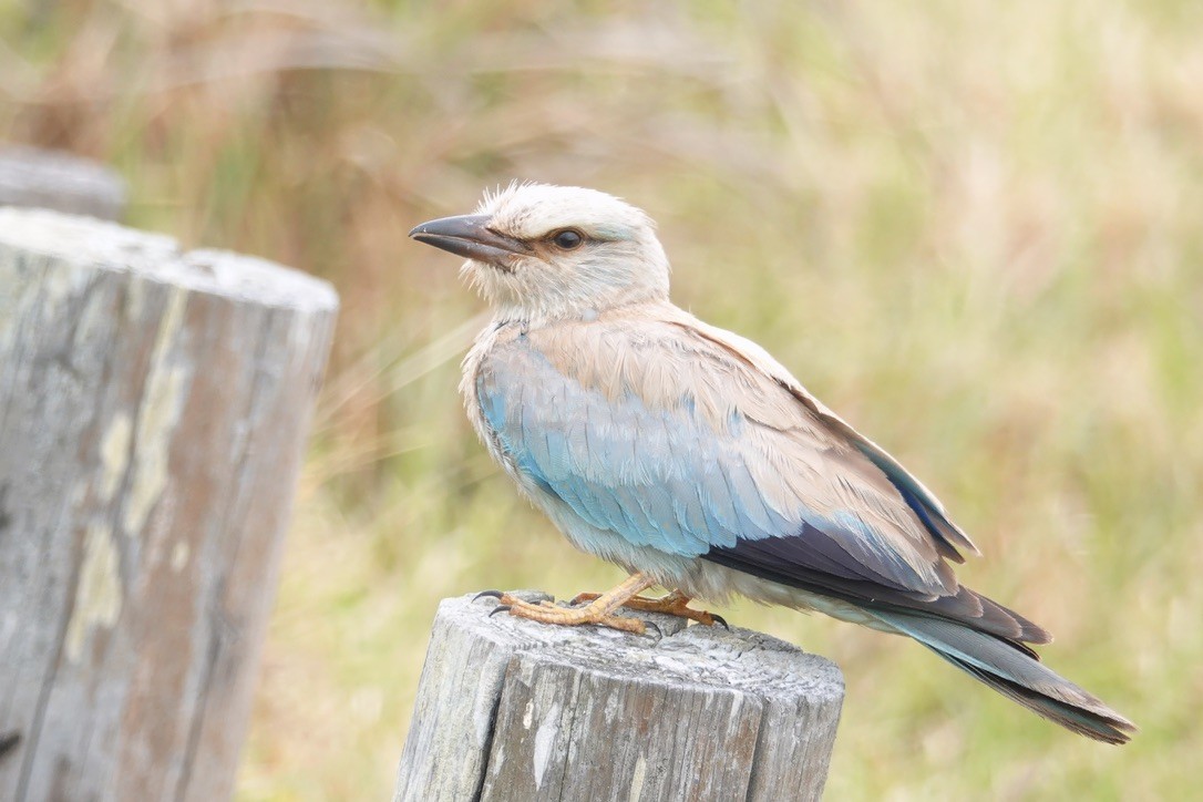 ニシブッポウソウ - ML628088293