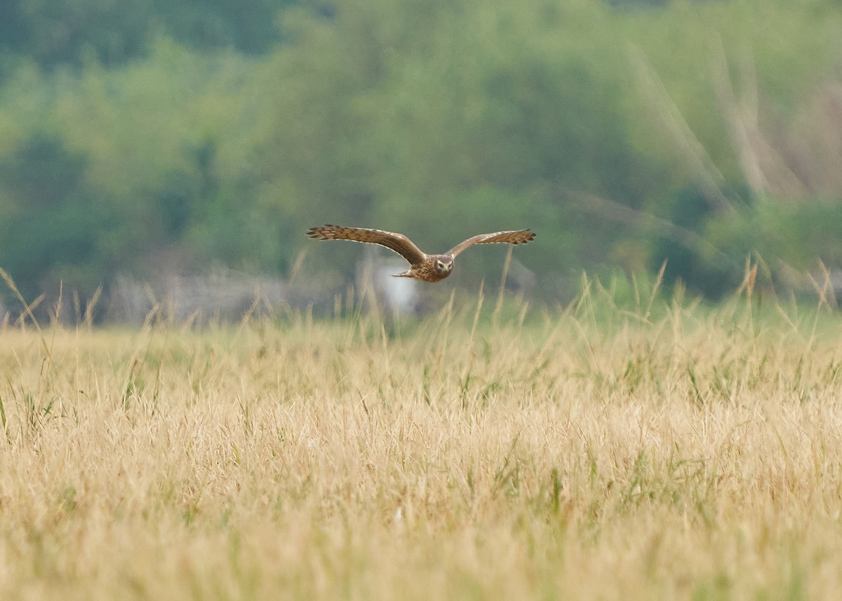 Hen Harrier - ML628088311