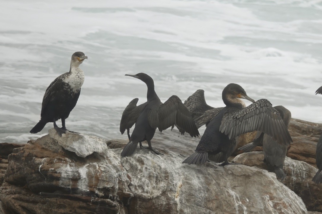 ハナグロウ - ML628088312