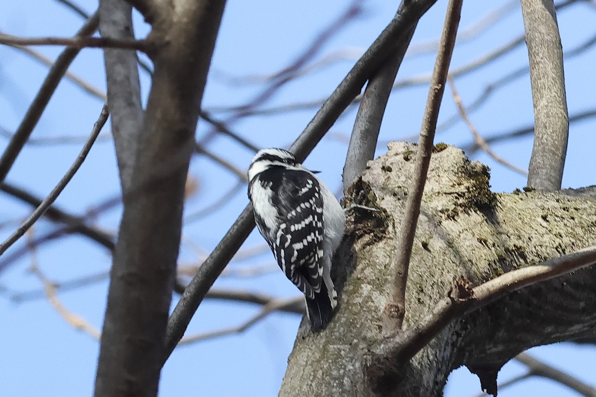 Downy Woodpecker - ML628088328