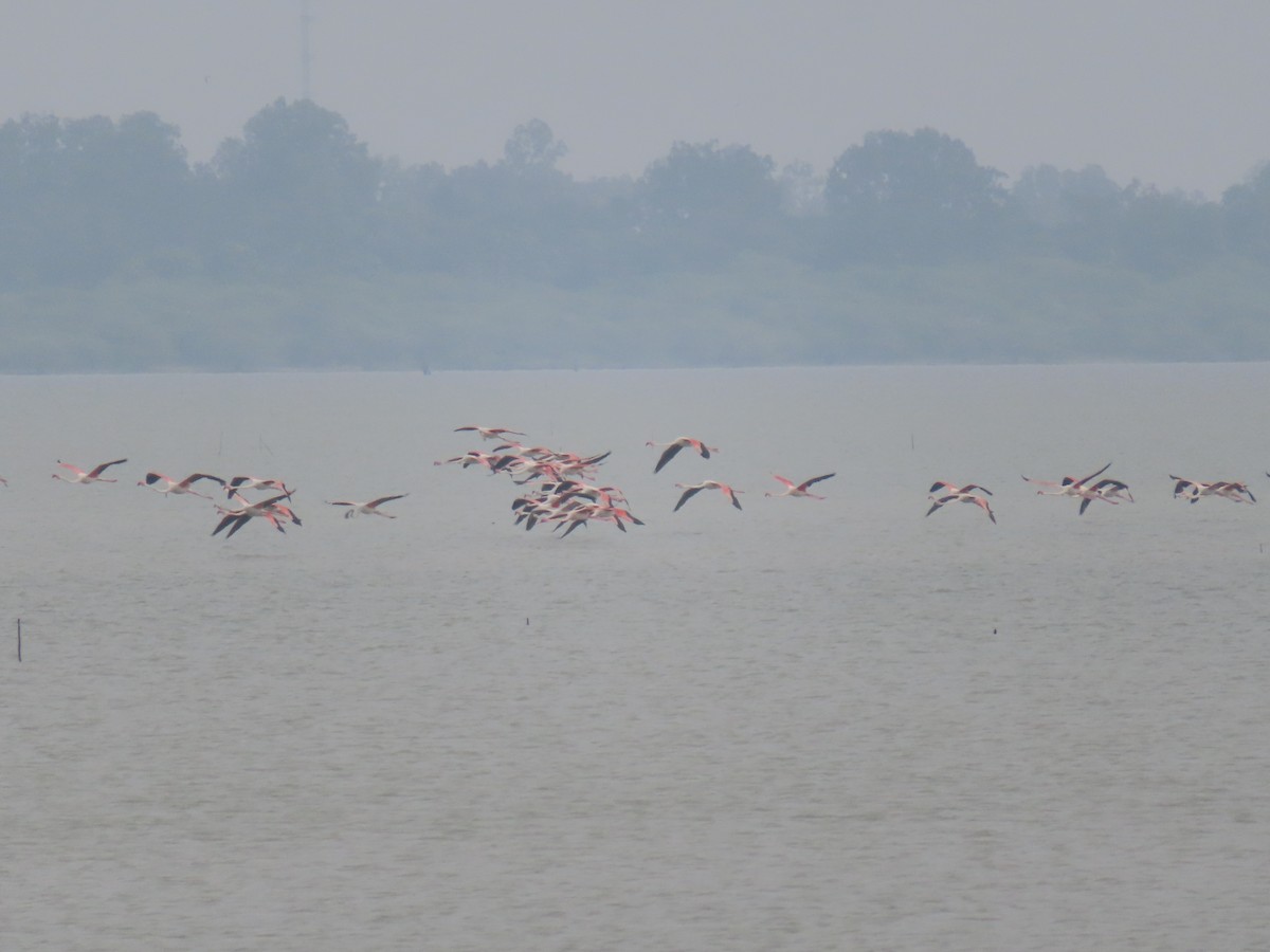 Greater Flamingo - ML628088357