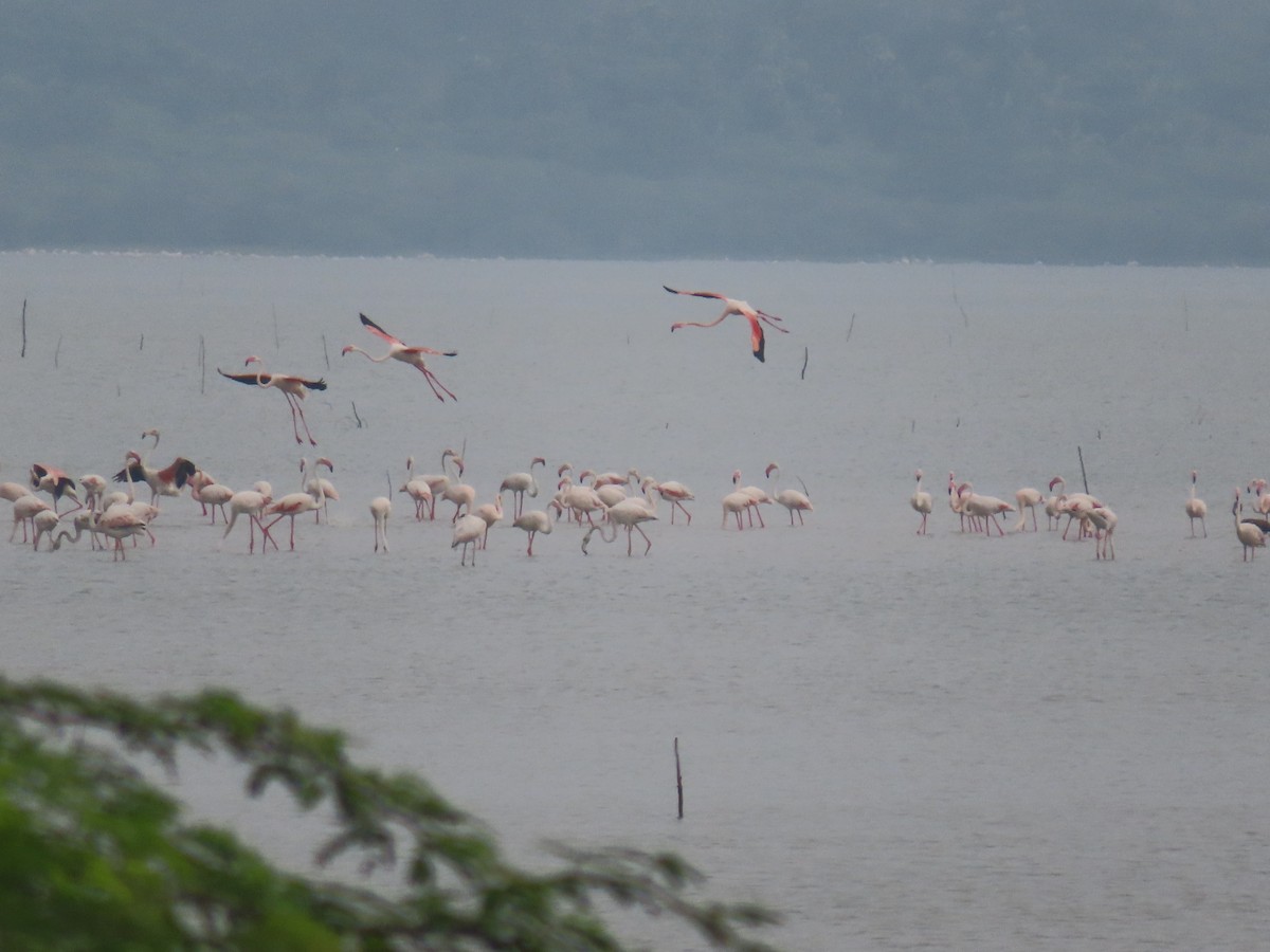 Greater Flamingo - ML628088358