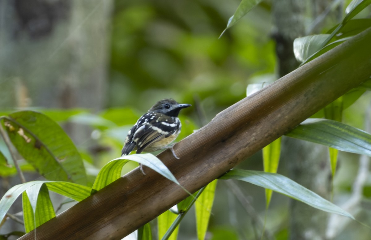 Dot-backed Antbird - ML628088359