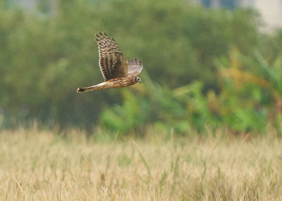 Hen Harrier - ML628088368