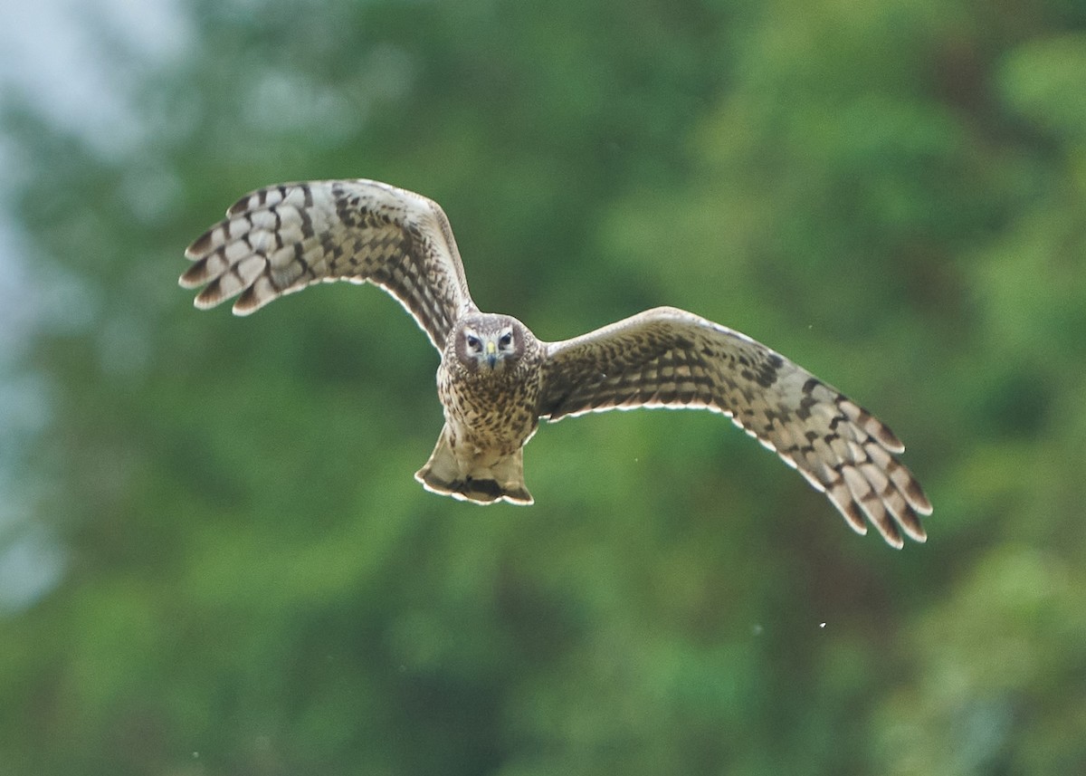 Hen Harrier - ML628088369