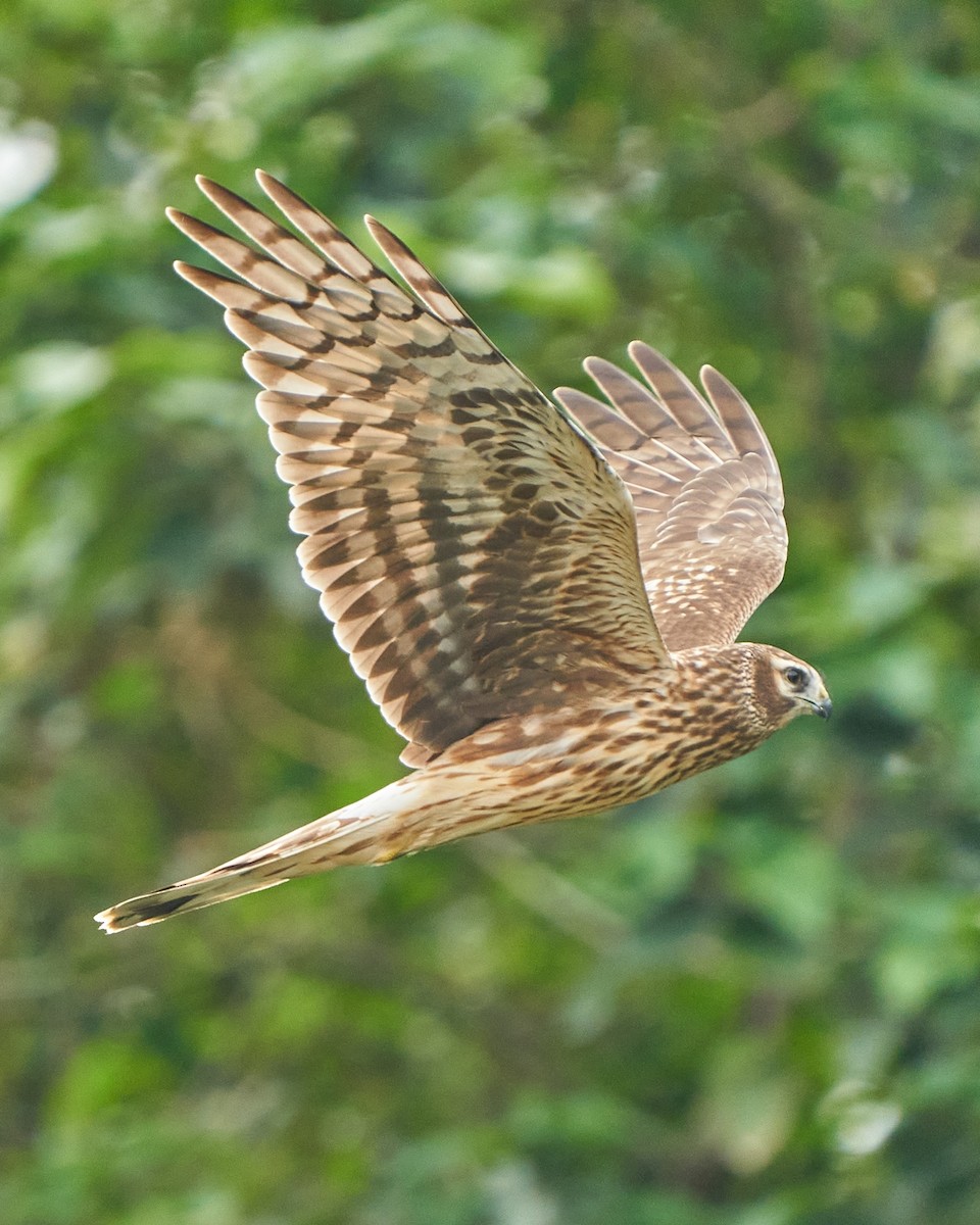 Hen Harrier - ML628088370