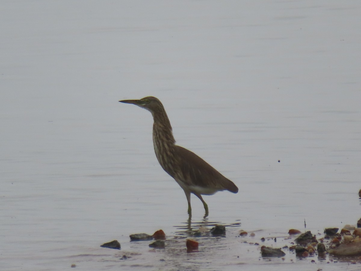 Indian Pond-Heron - ML628088393