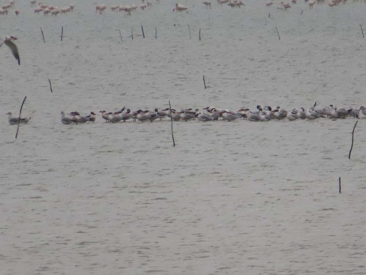 Brown-headed Gull - ML628088407