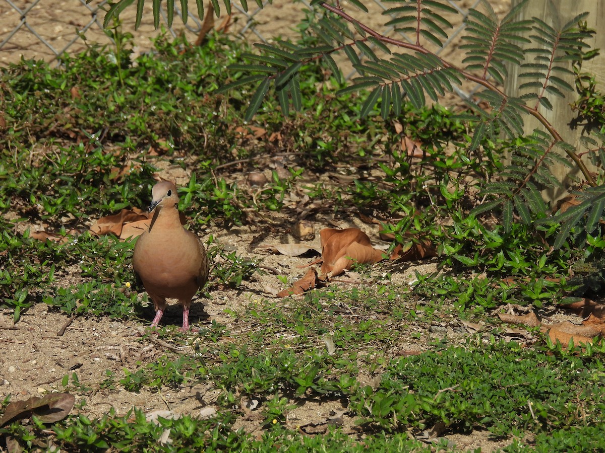 Zenaida Dove - ML628088425