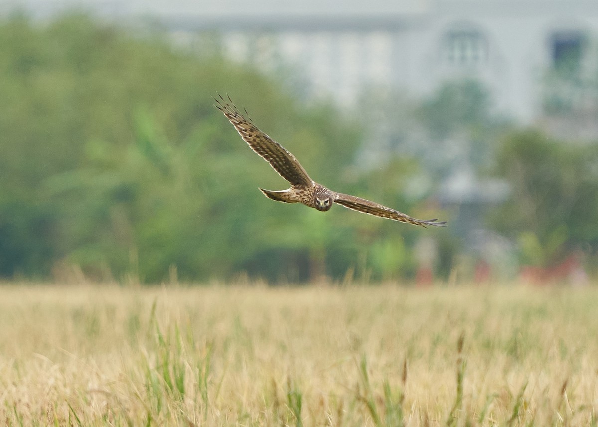 Hen Harrier - ML628088428