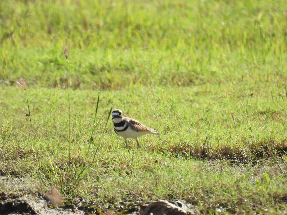 Killdeer - ML628088431