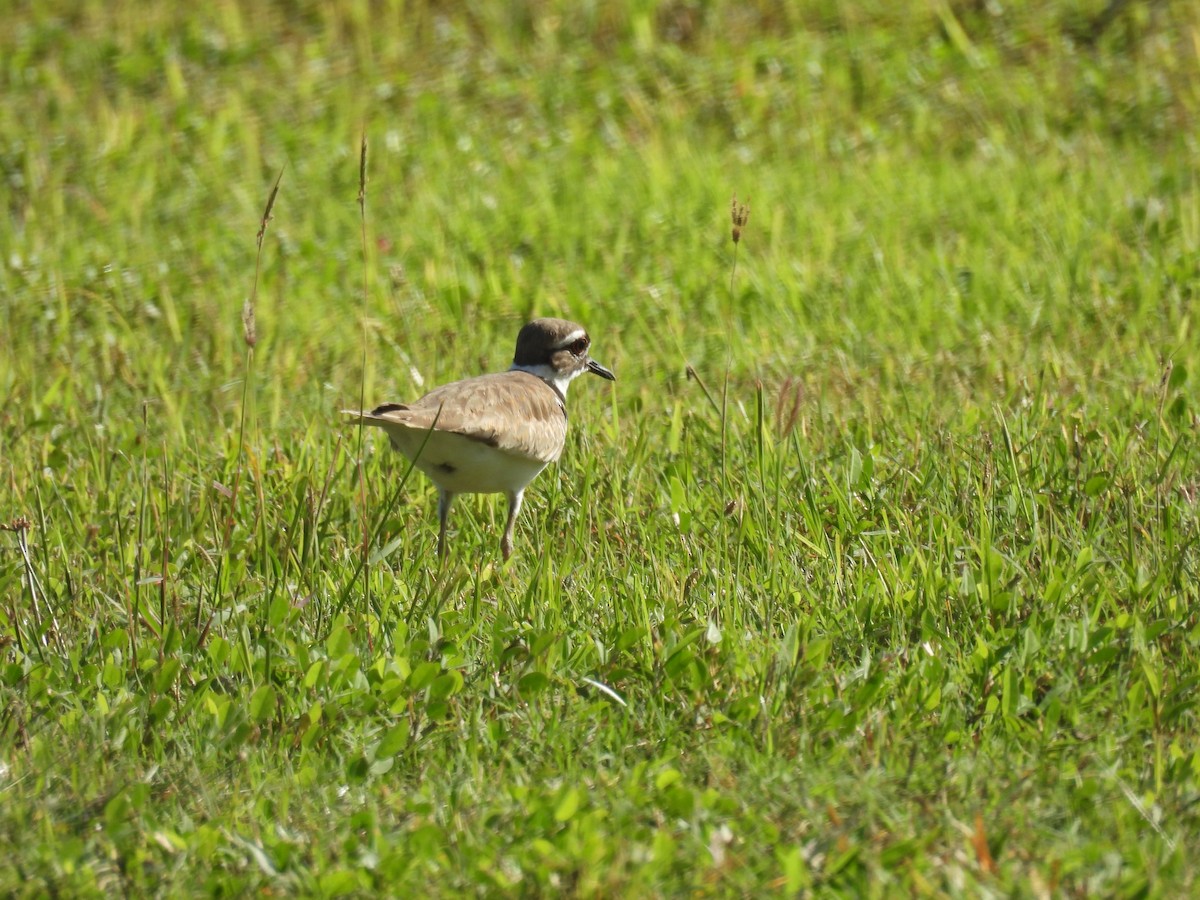 Killdeer - ML628088432