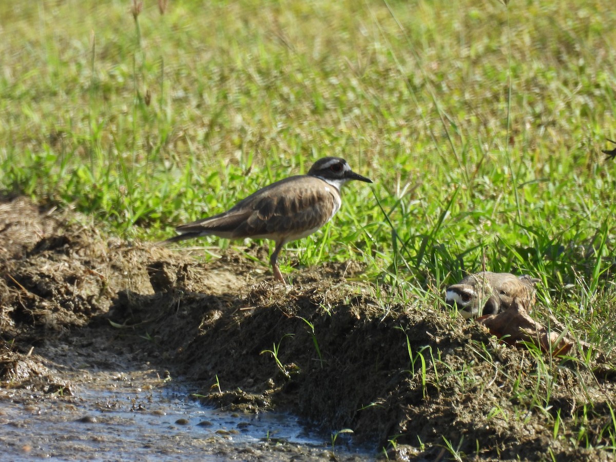 Killdeer - ML628088433