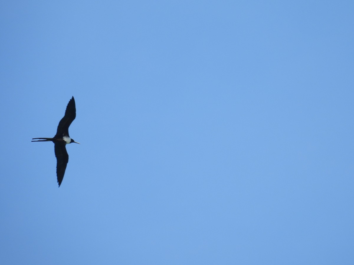 Magnificent Frigatebird - ML628088434