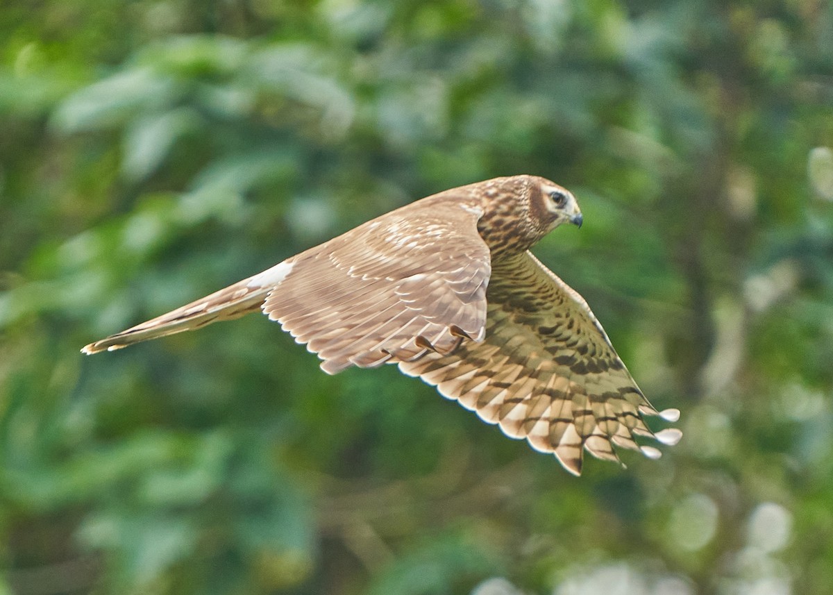 Hen Harrier - ML628088436