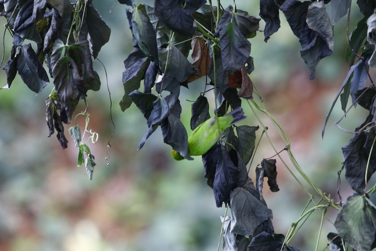 Golden-fronted Leafbird - ML628088439