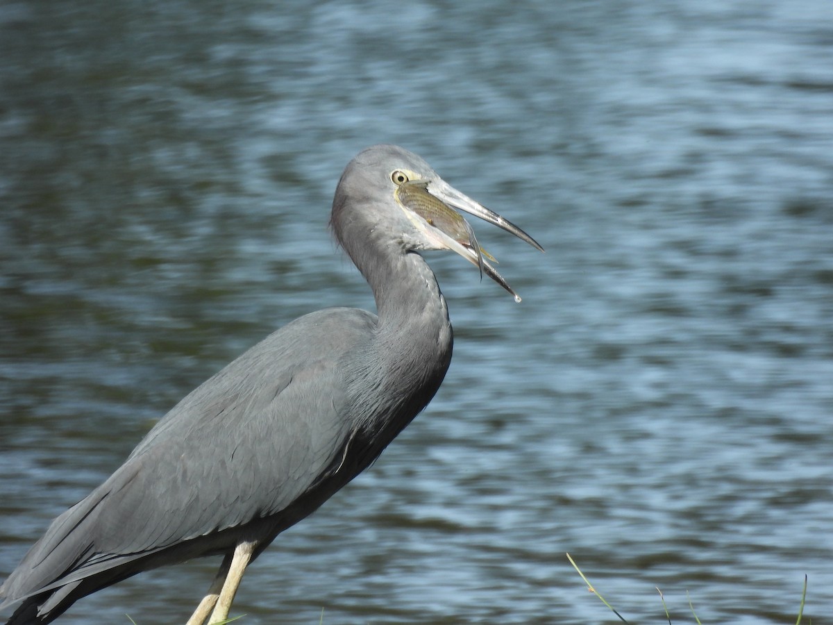 Little Blue Heron - ML628088445