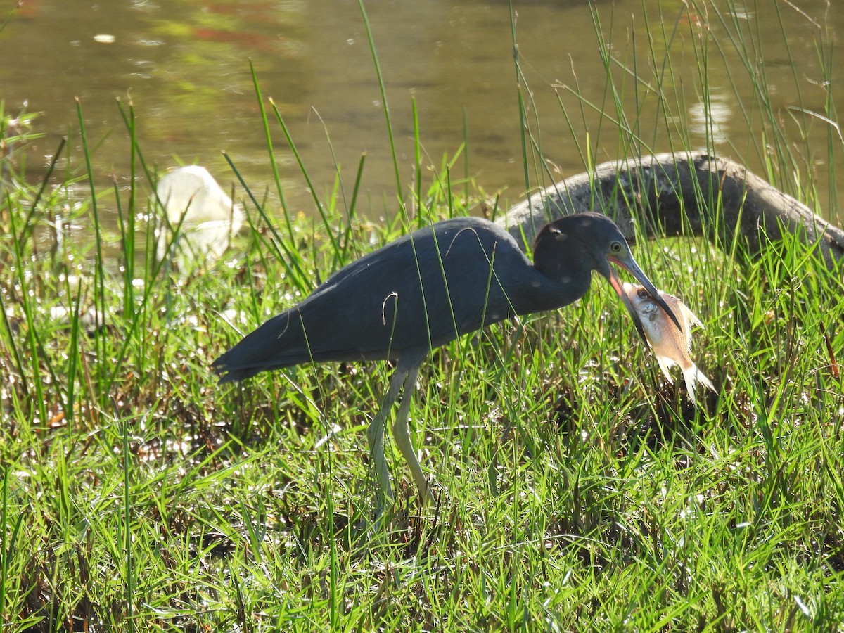 Little Blue Heron - ML628088446