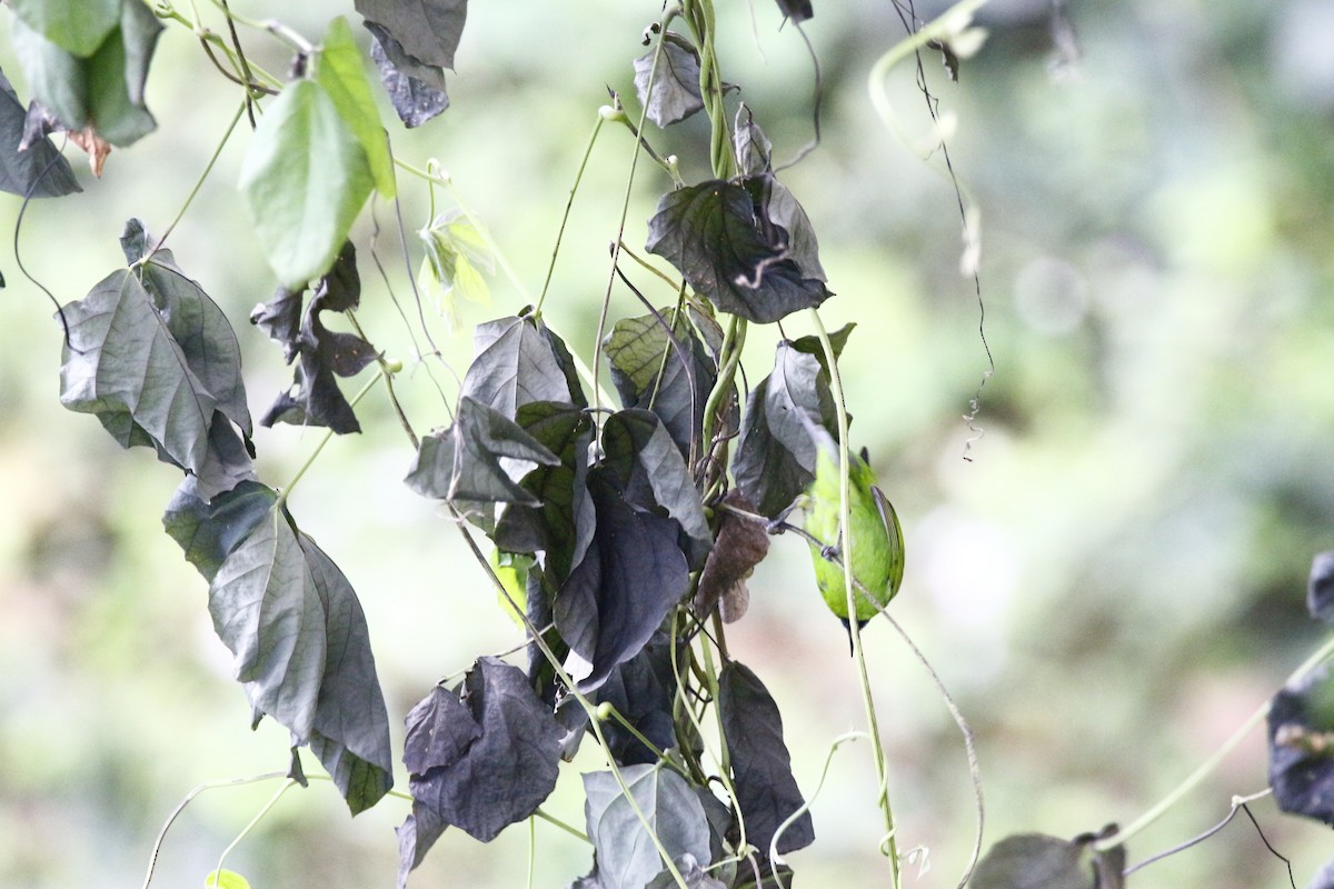 Golden-fronted Leafbird - ML628088447