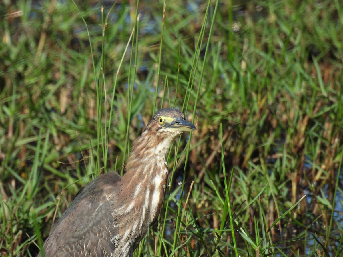 Green Heron - ML628088457