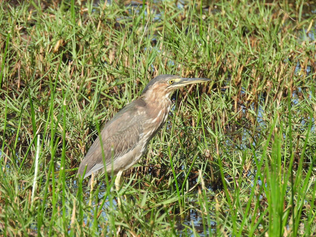 Green Heron - ML628088458