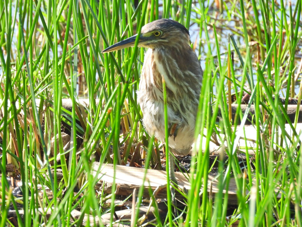 Green Heron - ML628088459