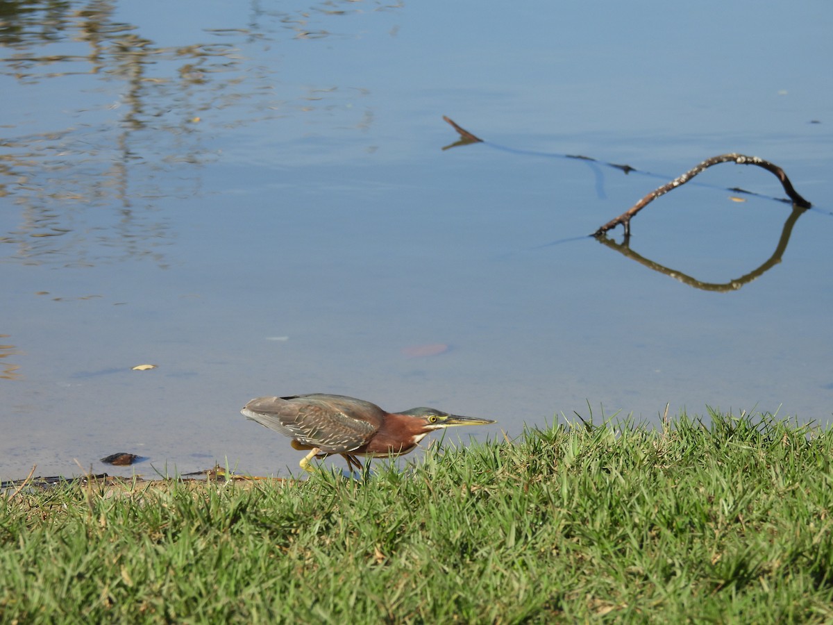 Green Heron - ML628088460