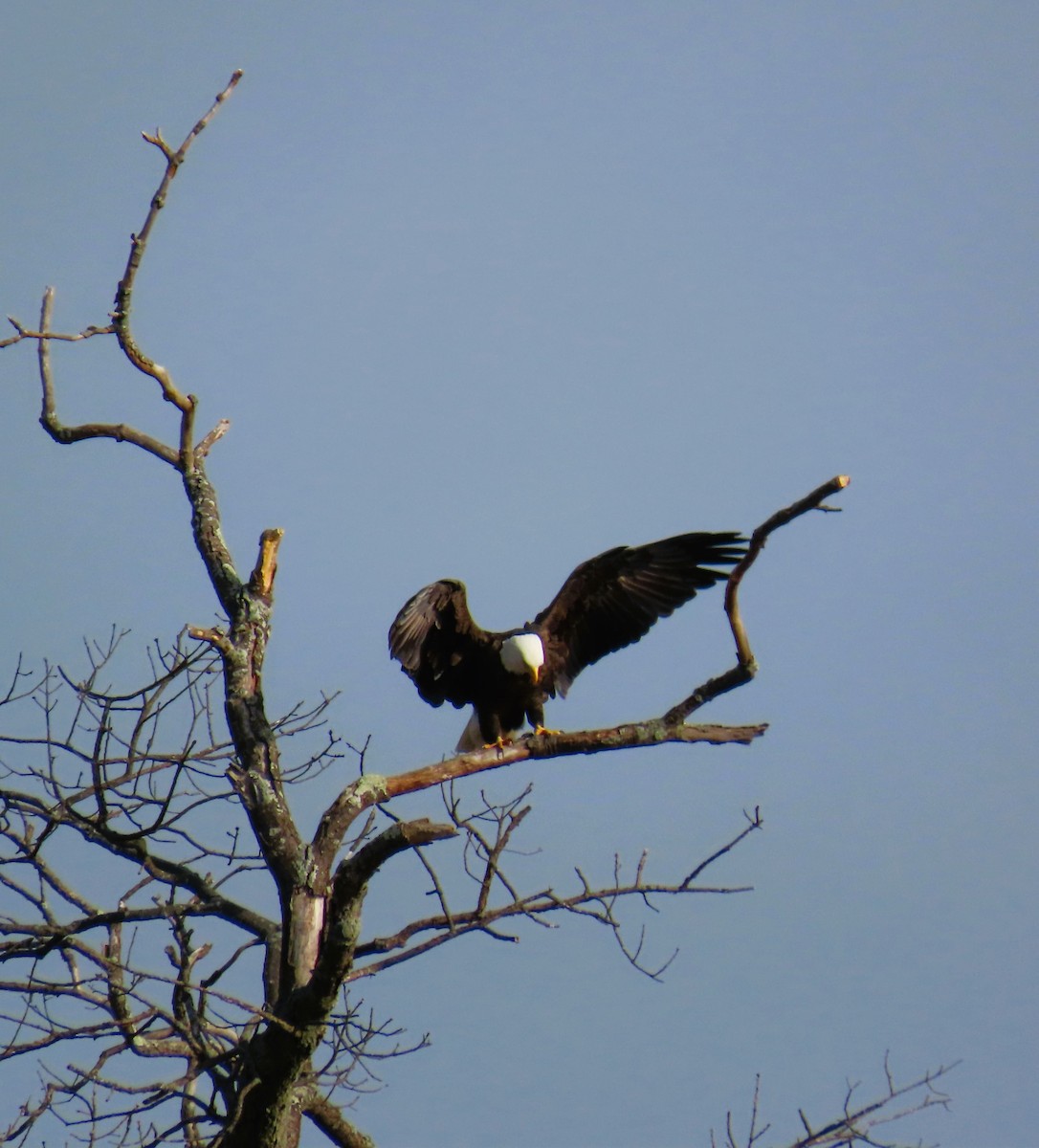 Bald Eagle - ML628088461