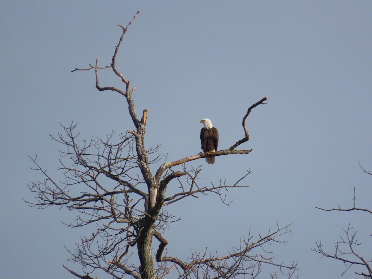 Bald Eagle - ML628088462