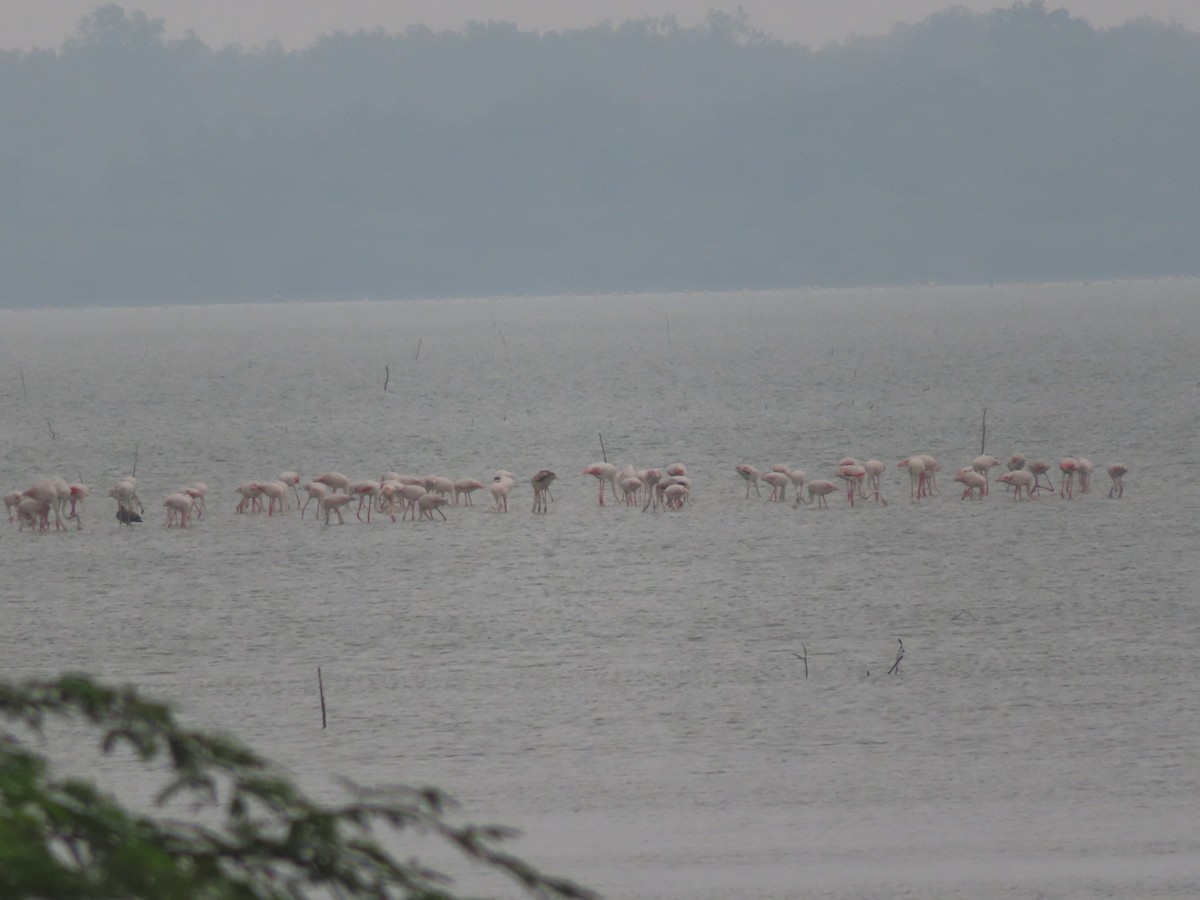 Greater Flamingo - ML628088470