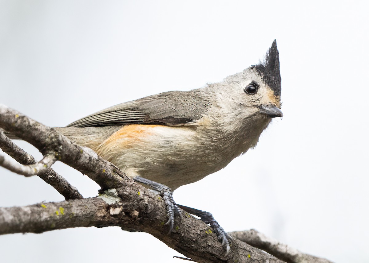 Black-crested Titmouse - ML628088496