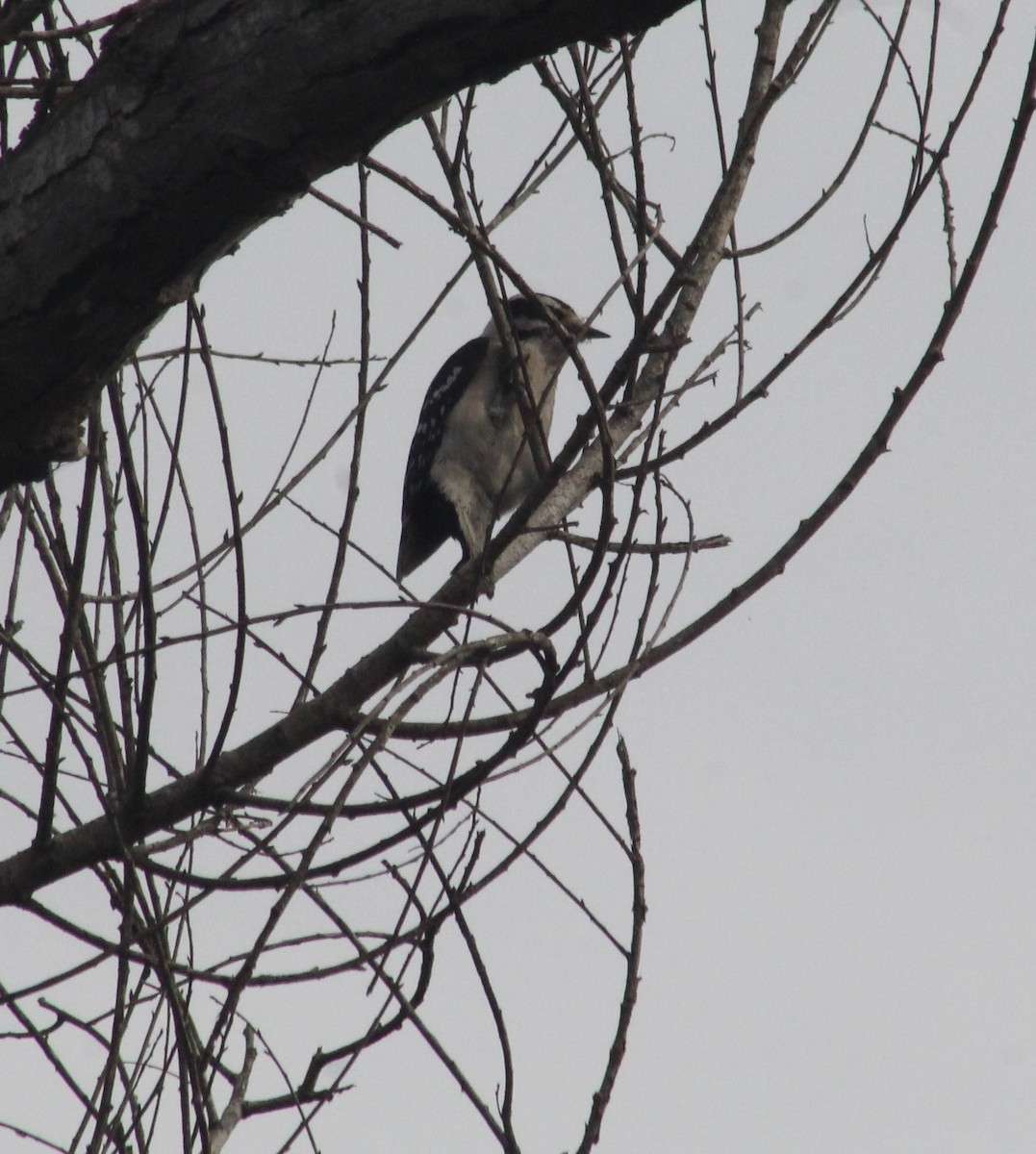 Downy Woodpecker - ML628088511