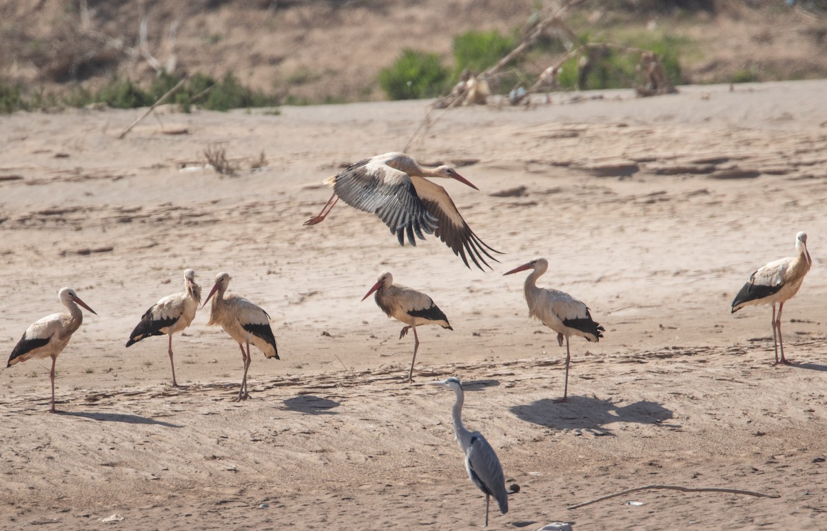 White Stork - ML628088521