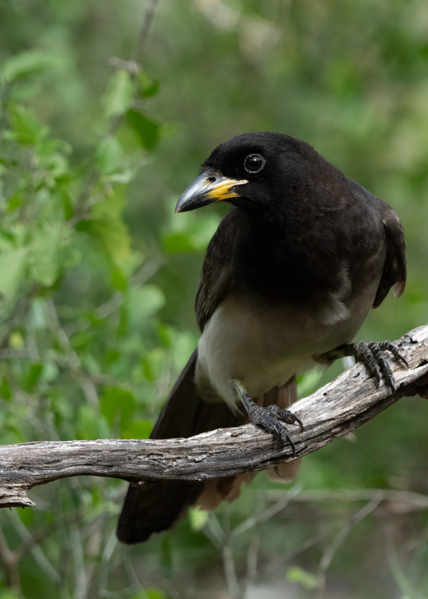 Brown Jay - ML628088540