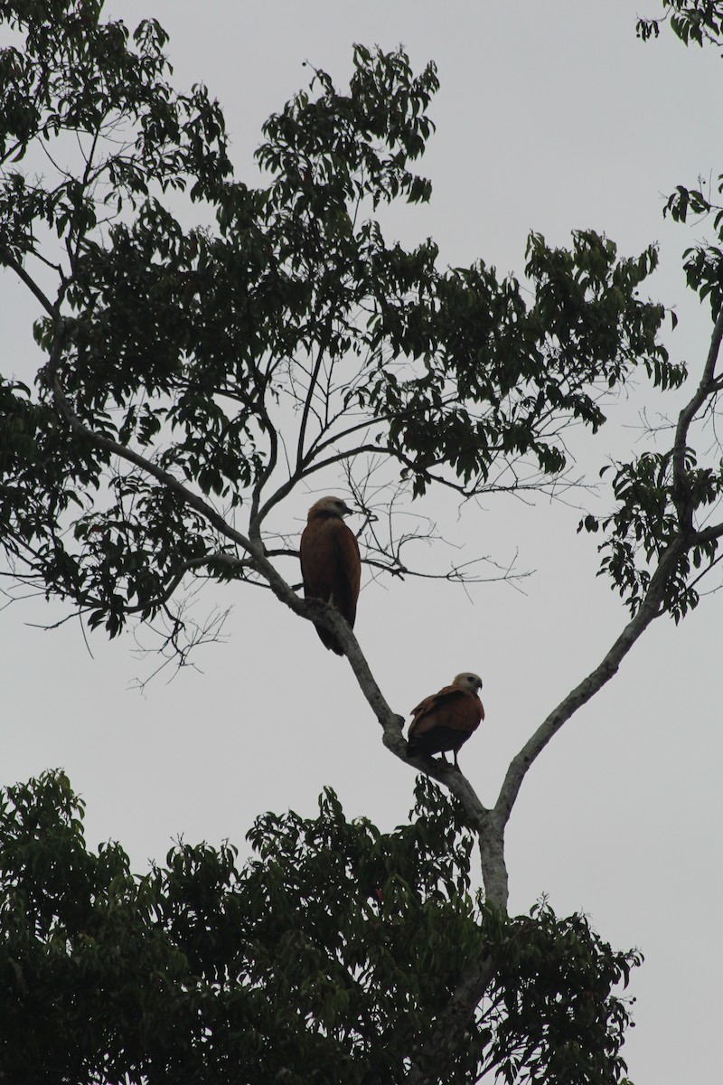 Black-collared Hawk - ML628088614