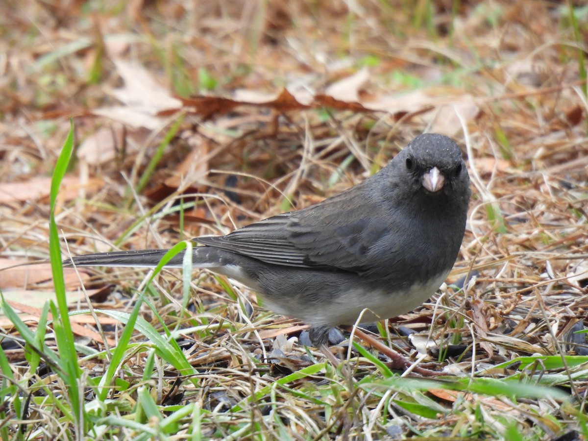 Dark-eyed Junco - ML628088620