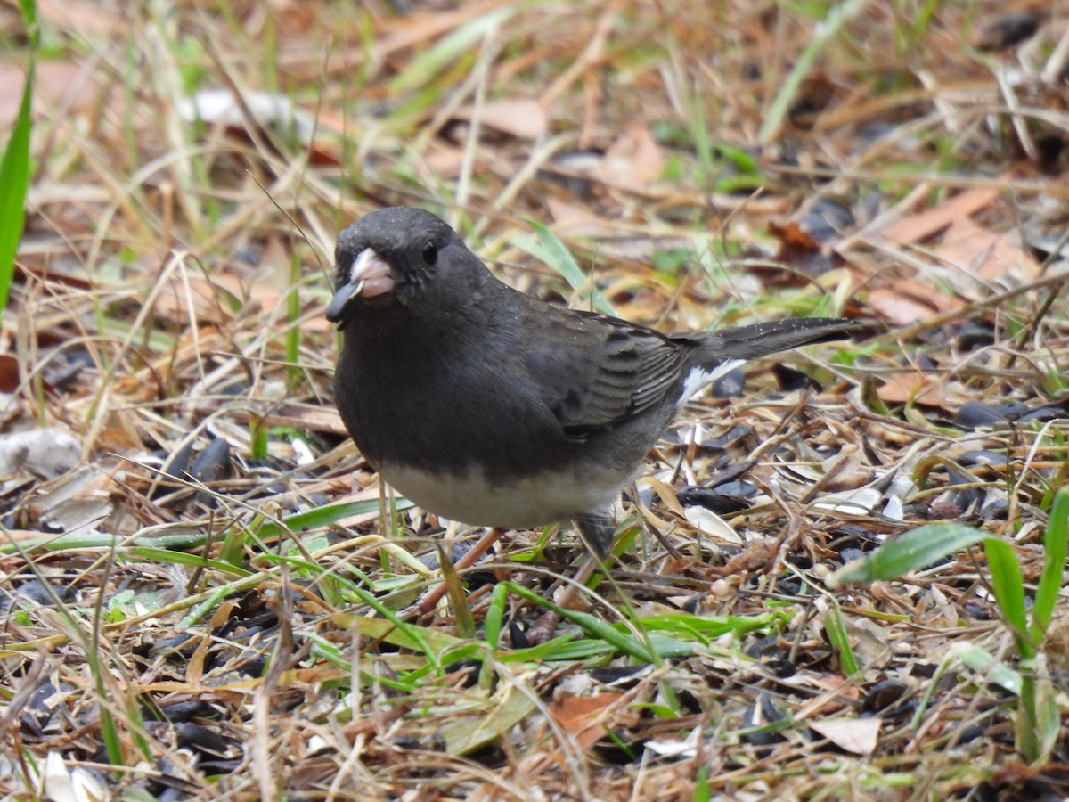 Dark-eyed Junco - ML628088621